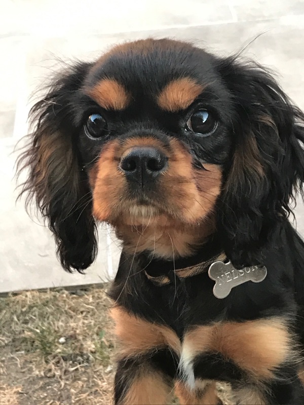 Cavalier king charles